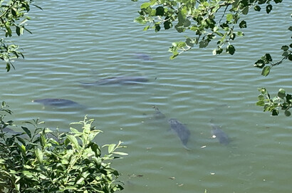 Group of carp