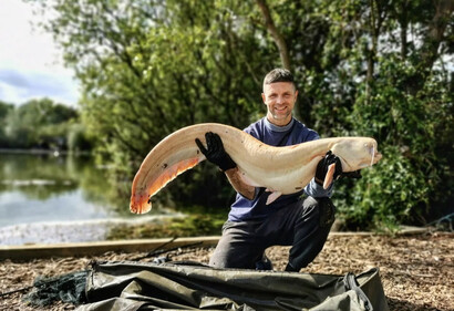 Peg 6, Tina white catfish, 33lb