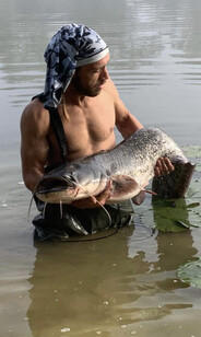 Peg 1, grey Catfish, weight 45lb