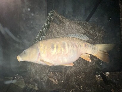 Peg 6, mirror carp, 17lb