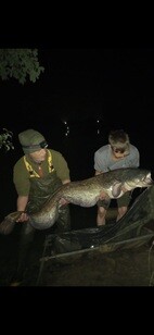 Peg 4, grey catfish, weight 63lb